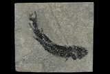 Devonian Lobed-Fin Fish (Osteolepis) - Scotland #113289-1